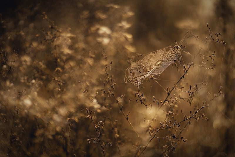 Subtle Whispers