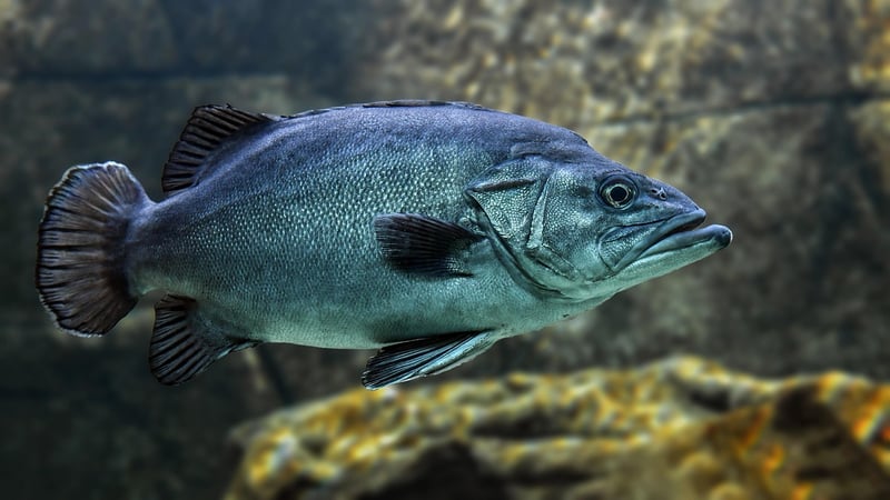 Underwater Discovery